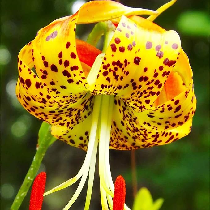 Turk's Cap Lily Seeds Lilium Superbum Elegant and Distinct Appearance Hardy Perennial Plant Low-Maintenance Attractive to Pollinators for Garden Beds, Borders Outdoor 25Pcs by YEGAOL Garden