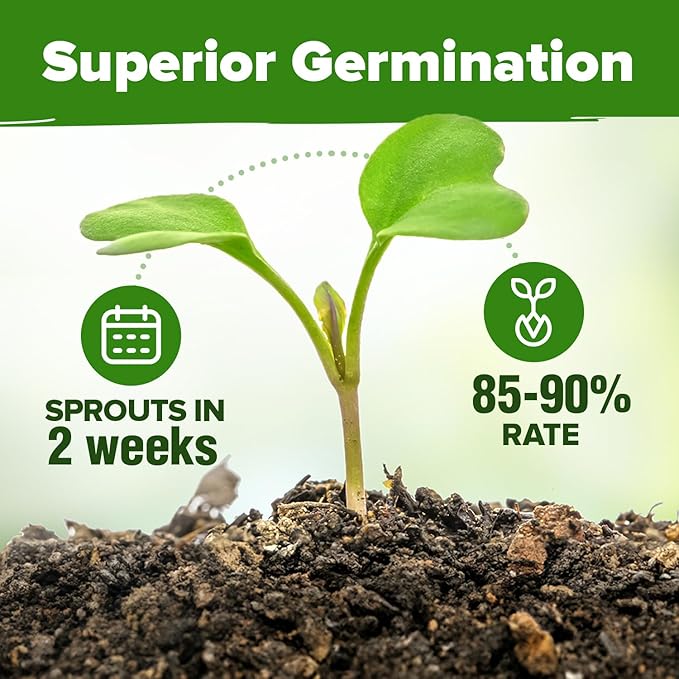 HOME GROWN 15 Organic Herb Seeds Variety Pack 2,500+ Non GMO, High-Germinating, Heirloom Seeds for Planting Indoor or Outdoor Herb Garden, Hydroponics Garden Seeds, Basil, Cilantro & More