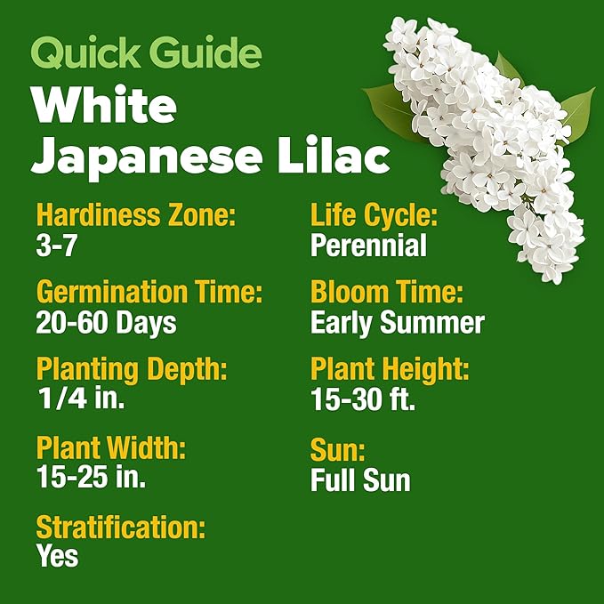 HOME GROWN 𝗨𝗦𝗔 53 White Lilac Flower Seeds Non-GMO, Heirloom Tree Seeds for Planting, Fragrant Flowering Tree Seeds for Landscaping, Pollinator Gardens, and Ornamental Borders (Syringa reticulata)