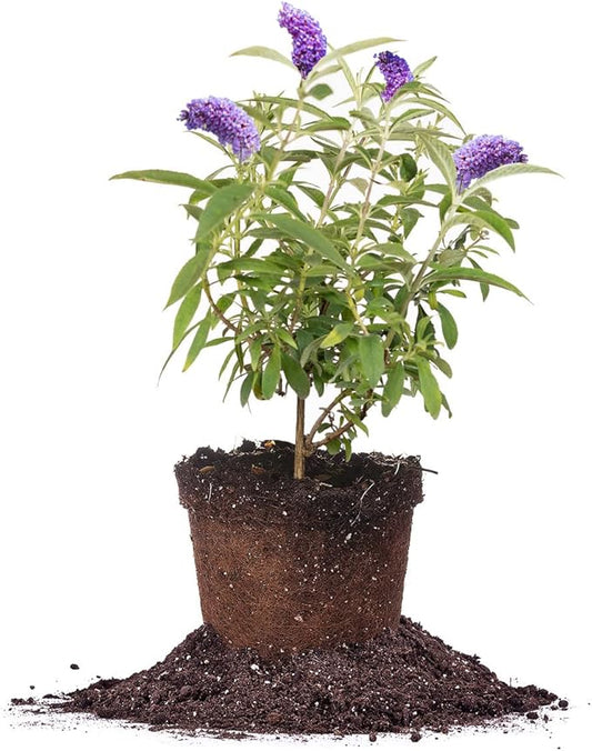PERFECT PLANTS Nanho Butterfly Shrub 1 Gallon | Live Bush for Outdoor Planting | Attracting Pollinators Like Butterflies, Bees, and Hummingbirds | Gorgeous Purple Flowers in Spring