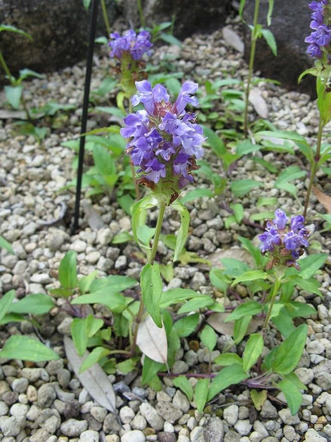 Prunella vulgaris VAR. lanceolata (Heal All) 700 Seeds by Earthcare Seeds Heirloom - Non GMO - Open Pollinated