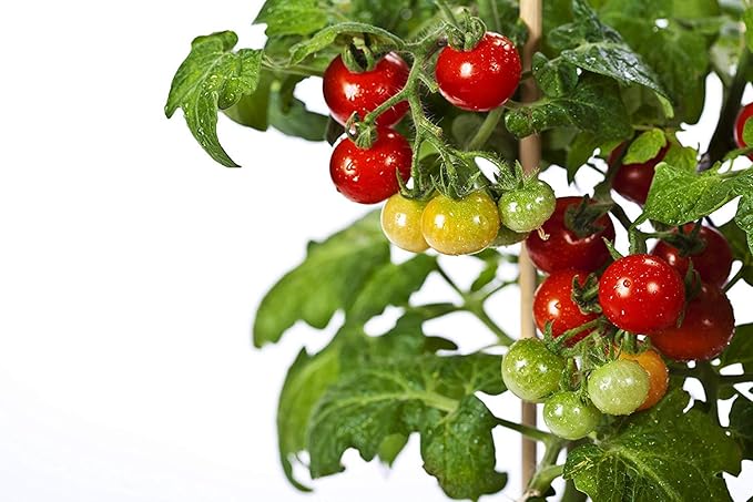 50 Tiny Tim Tomato Seeds - Patio Tomato, Dwarf Heirloom, Cherry Tomato - by RDR Seeds