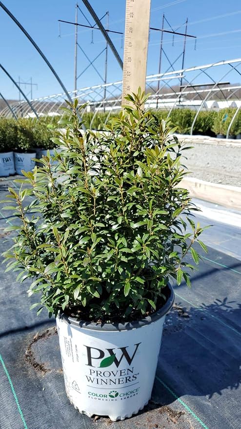 Ilex glabra Gem Box (Inkberry Holly) Evergreen, 2-Size Container, Green Foliage