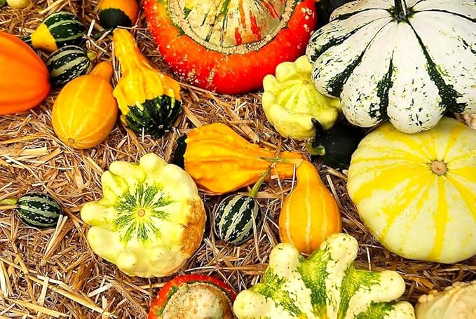 Decorative Pumpkin Seed Mix Ornamental Gourd Squash Mix 10 Non-GMO Seeds for Planting