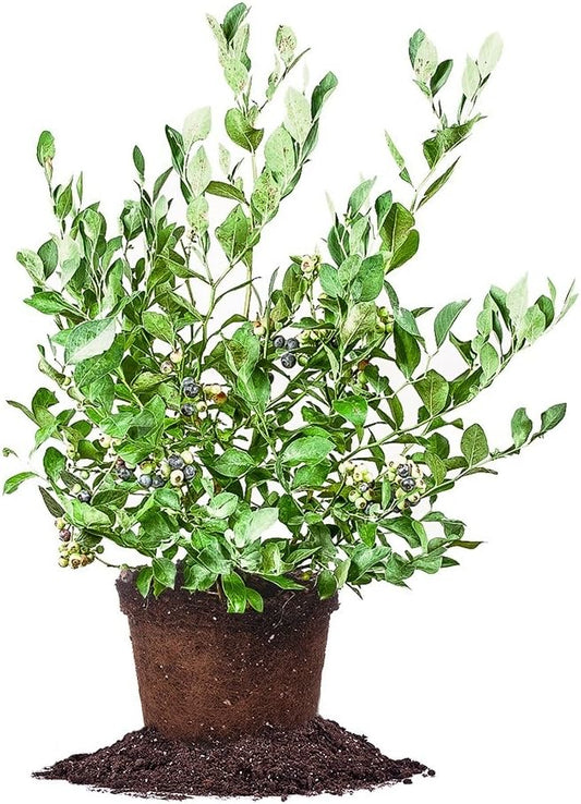PERFECT PLANTS Powder Blue Blueberry Live Plant, 1 Gallon, Green