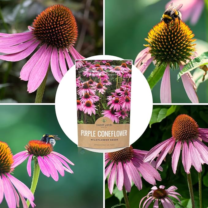 Purple Coneflower Seeds – Bulk Quarter Pound Packet – Over 12,000 Open Pollinated Non-GMO Wildflower Seeds – Echinacea purpurea