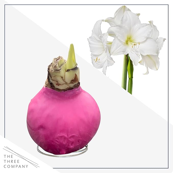 Waxed Amaryllis Bulb - Pink Wax, White Blooms - Easy Care - No Watering Needed! Beautiful Spring Décor