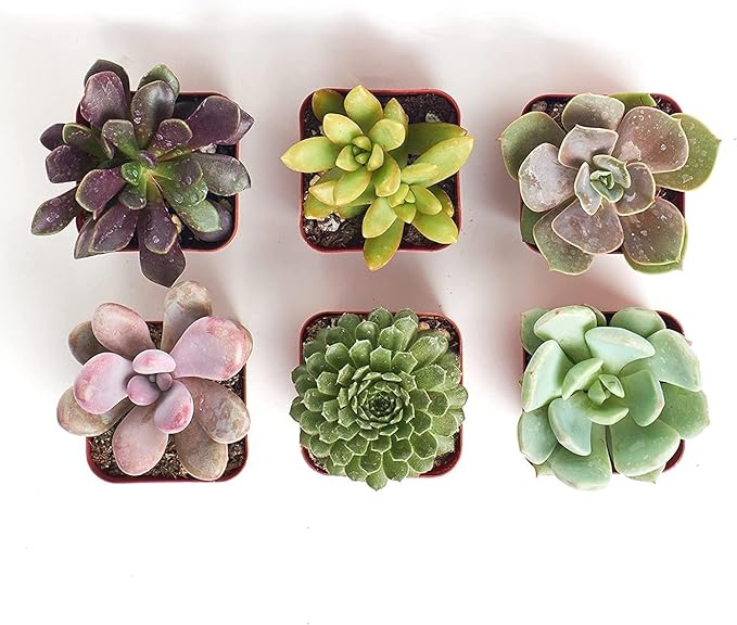 Shop Succulents Unique Succulent Plant Pack Collection - Live Mini Succulent Plants, Low Maintenance, Exceptional Colors & Textures - Wedding and Party Favors, Gift & Garden, Pack of 6