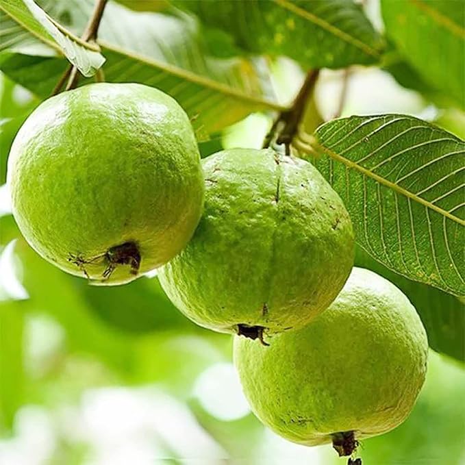 YEGAOL Garden 50Pcs Guava Seeds Red Psidium Guajava Seeds Perennial Sweet Fragrant Tropical Fruit Seeds Non-GMO Backyard Plant