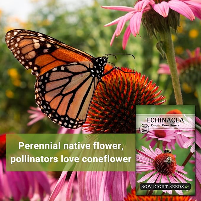 Sow Right Seeds - Purple Coneflower/Echinacea Flower Seeds for Planting - Non-GMO Heirloom - Plant for an Herbal Tea Garden - Attract Pollinators - Great Cut and Come Back Flower (2)