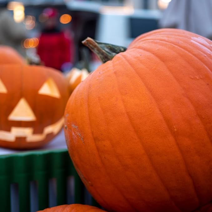 Jack O Lantern Pumpkin Seeds, Over 40 Premium Seeds - Heirloom, Non GMO - Woods Creek Seeds …