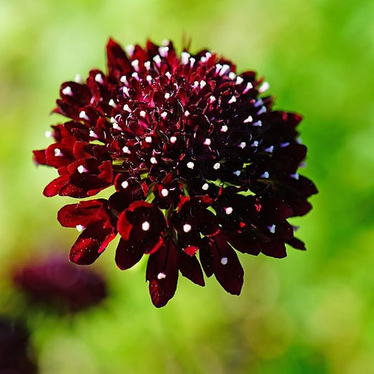 Outsidepride 400 Seeds Perennial Purple Scabiosa Pincushion Flower Seeds for Planting