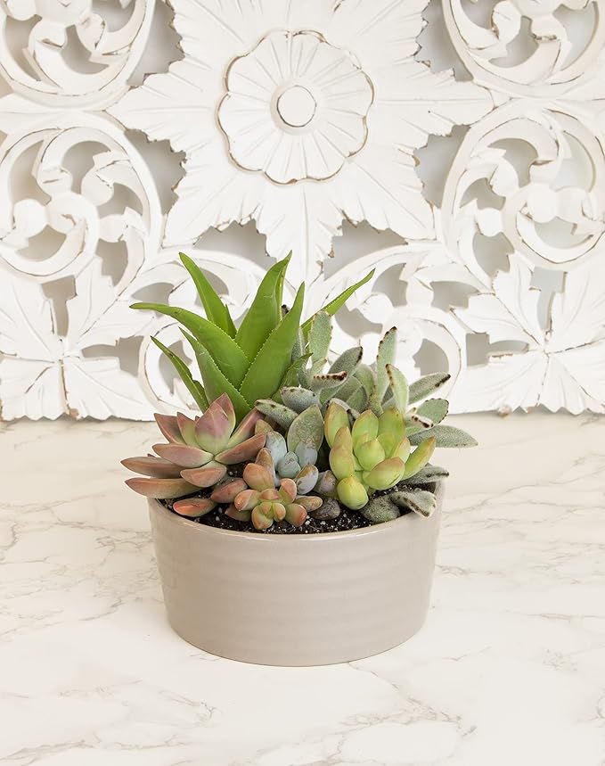 Succulents Plants Live in Garden Succulent Planters, Live Succulent Plants Live Plants in Taupe Planter Pot, Live Succulents Unique Gardening Gifts for Plant Lovers, Succulent Gifts by Plants for Pets