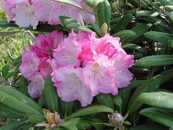 Rhododendron yak. 'Prince' (Rhododendron) Evergreen, pink flowers with dark pink edge, #2 - Size Container