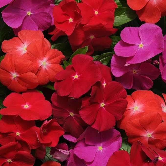 Outsidepride 200 Seeds Annual Vinca Periwinkle Pacifica XP Bold Ground Cover & Flower Seed Mix for Planting