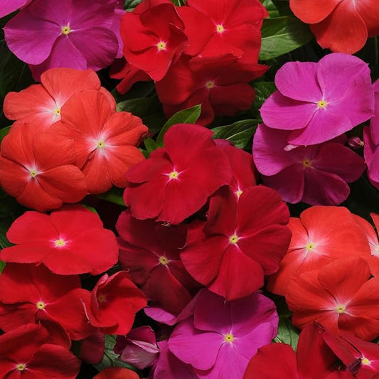 Outsidepride 200 Seeds Annual Vinca Periwinkle Pacifica XP Bold Ground Cover & Flower Seed Mix for Planting