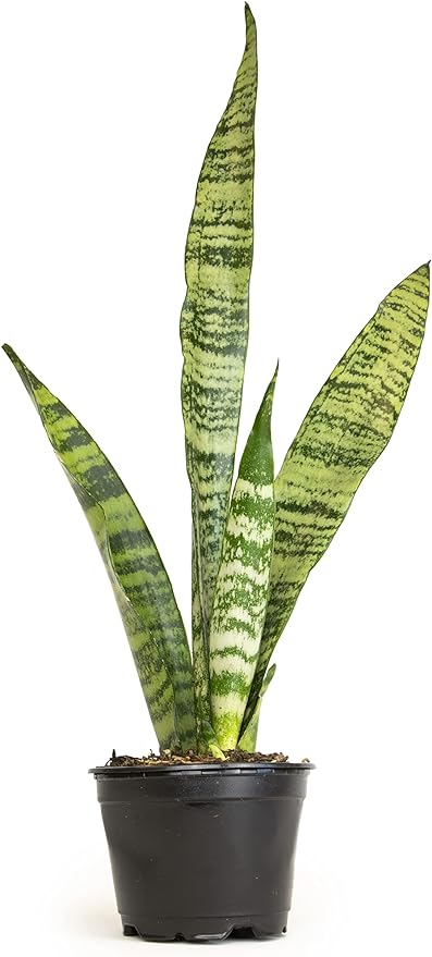 Sansevieria Zeylanica, Live Snake Plant Live Indoor Plants Live Houseplants, Live Plants Indoor Plants, Live Plants Indoor Low Light, Potted Plants, House Plants for Delivery Prime by Plants for Pets