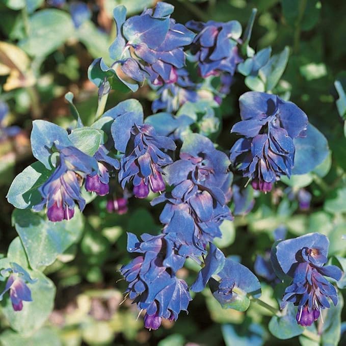 Outsidepride 100 Seeds Annual Cerinthe Major Honeywort Flower Seeds for Planting