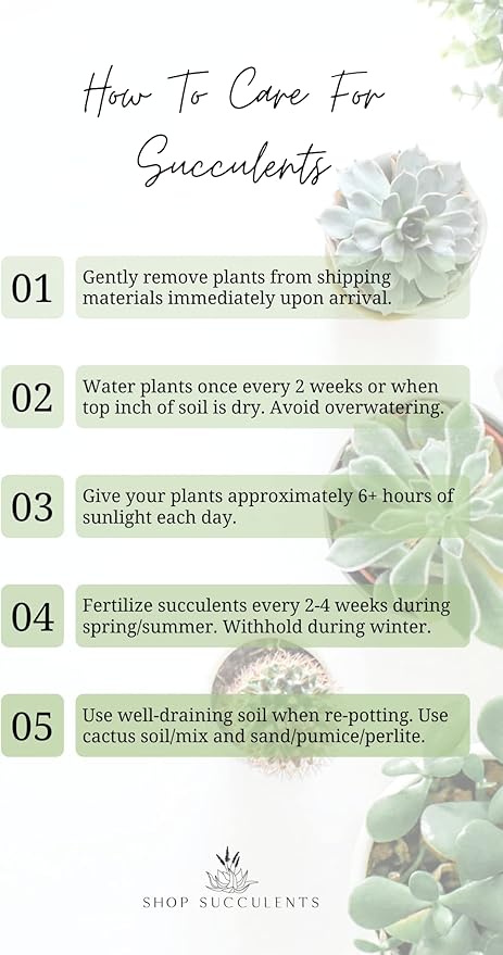 Shop Succulents | String of Succulents Collection | Burrito Sedum/Donkey Tail Live Outdoor/Indoor Hanging Succulent Plant | Fully Rooted in Soil