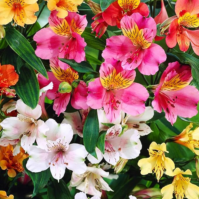 30+ Mixed Alstroemeria Seeds for Planting Outdoors-Perennial Peruvian Lily Flowers Planting for Garden Borders Containers Deer Resistant