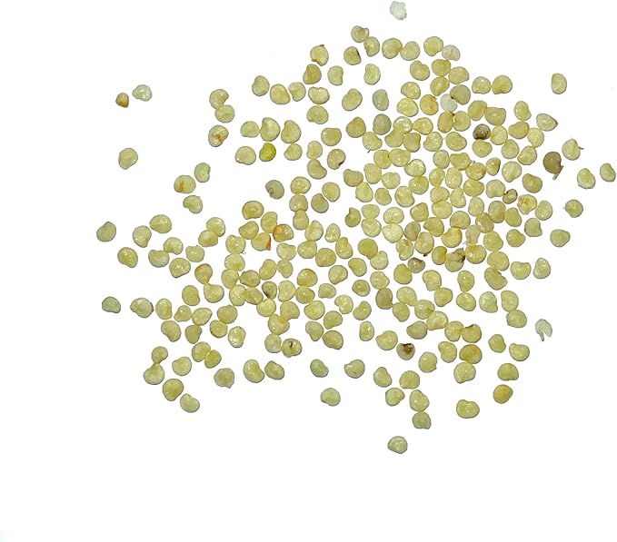 Seed Needs, Chinese Lantern Seeds - 200 Heirloom Seeds for Planting Physalis Alkekengi - Orange Ornamental Pods, Perfect for Pots & Containers (1 Pack)