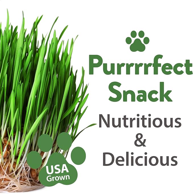 HOME GROWN Cat Grass Seeds - Grow Cat Grass for Indoor Cats - Cat Grass Seeds Bulk - Refill Cat Growing Grass Kit - Heirloom Cat Grass Seed (Cat Grass - 4pack)