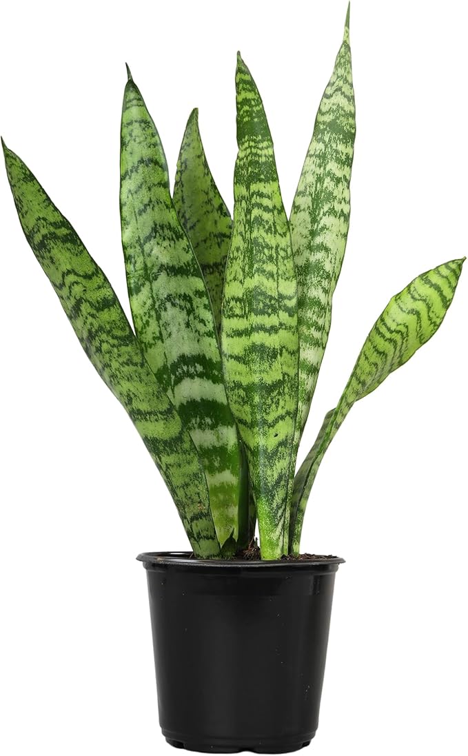 Altman Plants Sansevieria Zeylanica Variegated Snake Plants (Approx. 6" Tall), Easy Plant, Air Purifying Plant & Desk Plant Decor, Low Light Live Snake Plant Live Plants, Indoor Plants & Houseplants