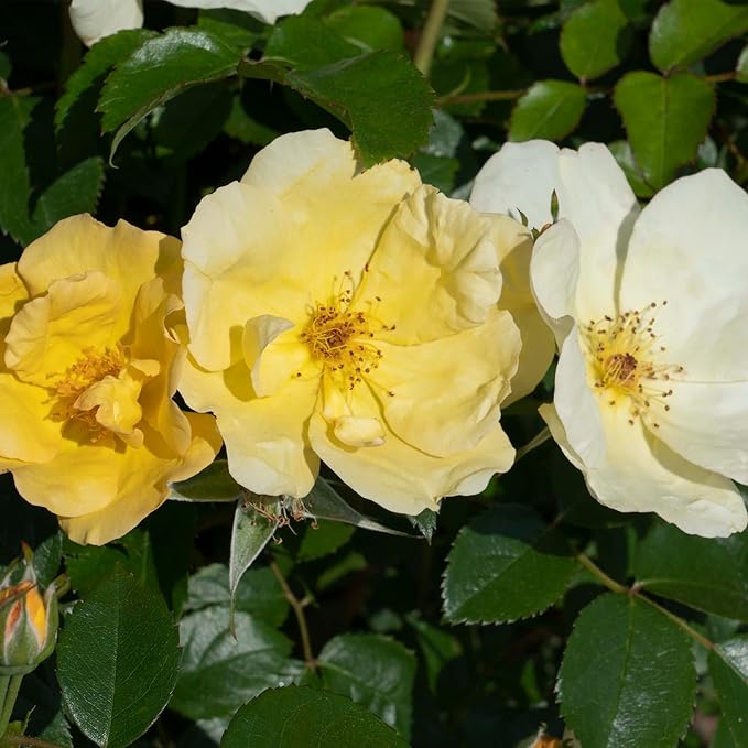 2 Gallon Knock Out Easy Bee-zy Rose Shrub
