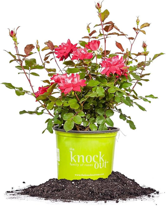 Perfect Plants Double Red Knock Out Rose 1 Gallon, Live Plant Includes Special Blend Fertilizer & Planting Guide