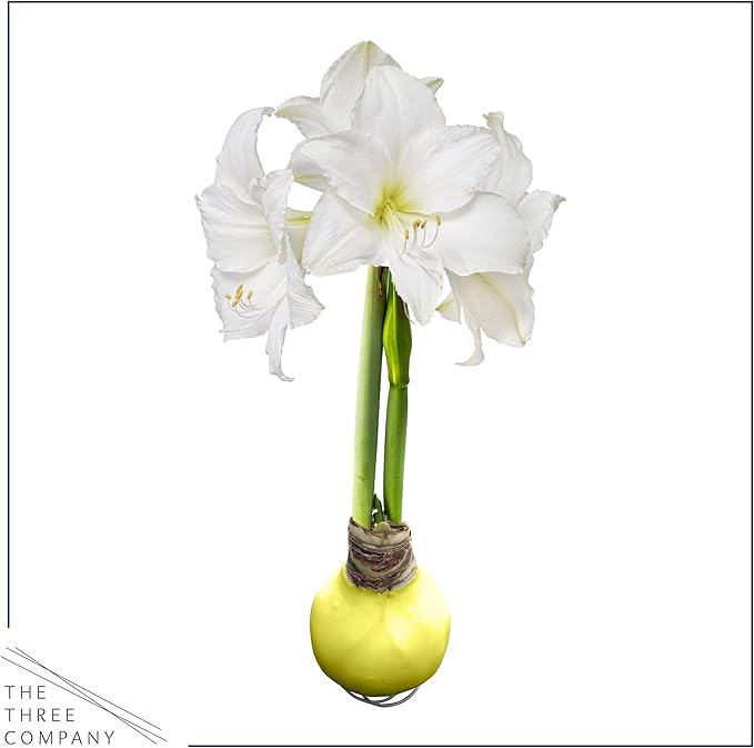 Waxed Amaryllis Bulb - Yellow Wax, White Blooms - Easy Care - No Watering Needed! Beautiful Spring Décor