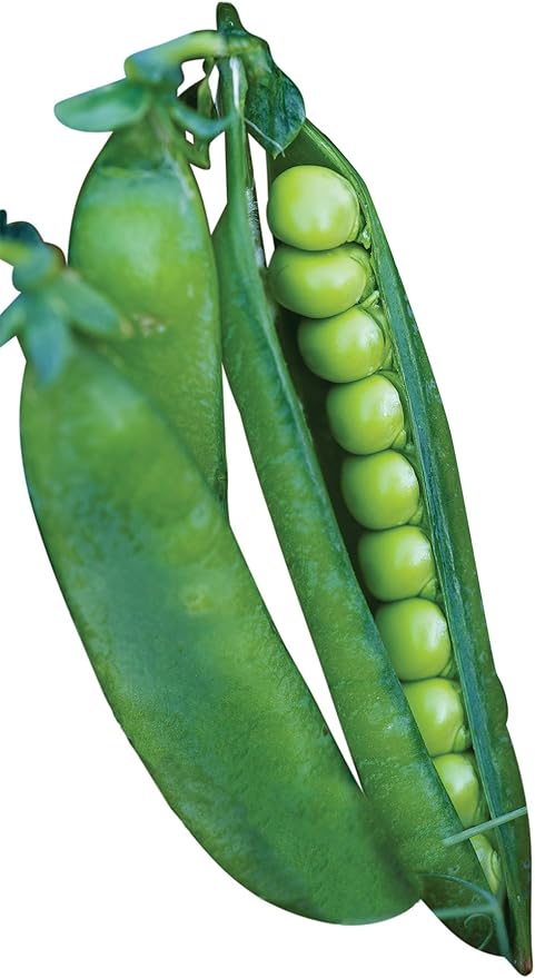 Burpee Easy Peasy Pea Seeds 200 seeds