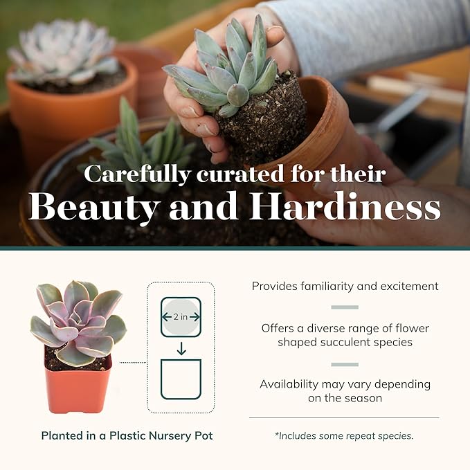Shop Succulents Rosette Succulent Plant Pack Bulk Collection - Live Mini Succulent Plants, Low Maintenance, Floral Shaped Mix of Colors & Textures - Wedding and Party Favors, Gift & Garden, Pack of 32