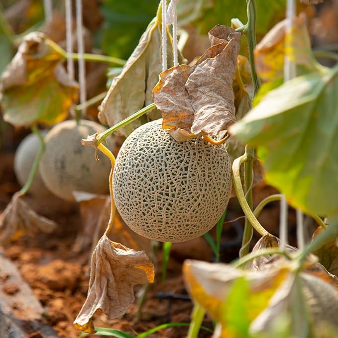 Hearts of Gold Cantaloupe Melon Seeds, Over 90 Premium Seeds - Heirloom, Non GMO - Woods Creek Seeds