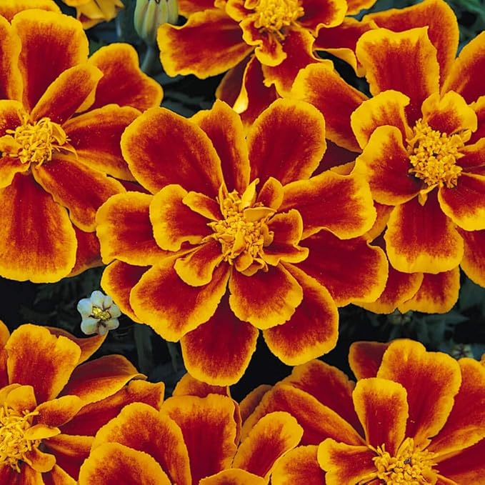 Outsidepride Durango Flame French Marigold Seeds - 250 Pcs Annual, Compact, Heat & Drought Tolerant Flower Seeds for Planting w/Anemone Type Bi-Colored Blooms, Ideal for Vibrant Pollinator Gardens