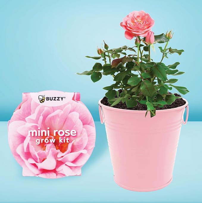 Buzzy Seeds Painted Love Pails | Flower & Herb Starter Kit for Kids & Adults | 2-Pack | Mini Rose and Lavender Seeds | Guaranteed to Grow | Best Indoor Grow Your Own Plant Gardening Gift