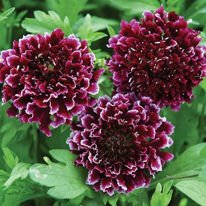 Outsidepride 100 Seeds Perennial Maroon Beaujolais Bonnets Scabiosa Pincushion Flower Seeds for Planting