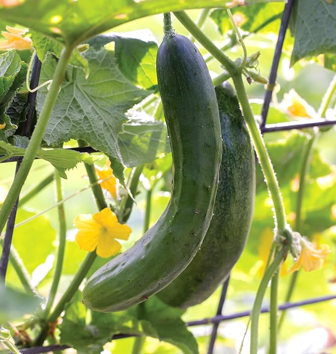 Burpee 'Burpless Beauty' Slicing Cucumber Seeds, 70 Non-GMO seeds, Burpee Exclusive