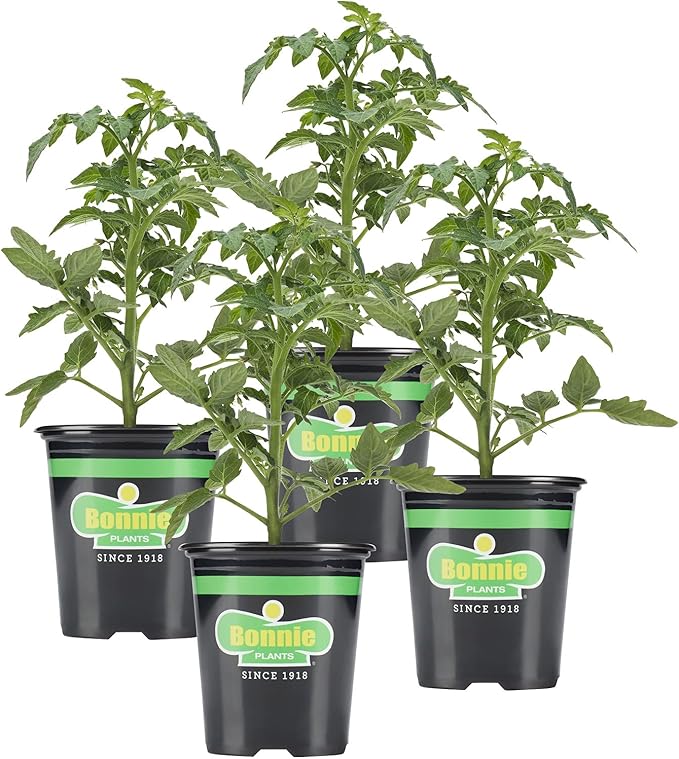 Bonnie Plants Tomato Sampler (4-Pack), Live Plants, Four Ideal Starter Varieties, Excellent Flavor & Productivity