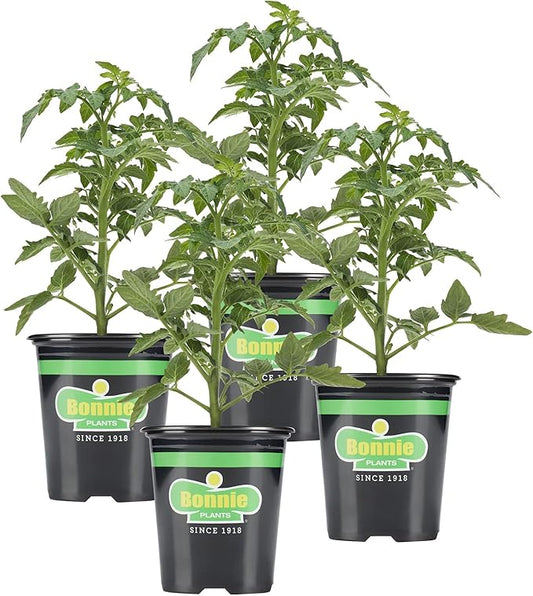 Bonnie Plants Tomato Sampler (4-Pack), Live Plants, Four Ideal Starter Varieties, Excellent Flavor & Productivity