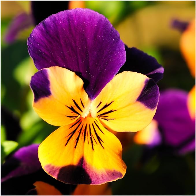 Seed Needs, Edible Wildflower Seed Packet Collection (7 Varieties of Flower Seed for Planting) Non-GMO & Untreated - Includes Viola, Pansies, Chives, Borage, Calendula, Nasturtium and Bee Balm