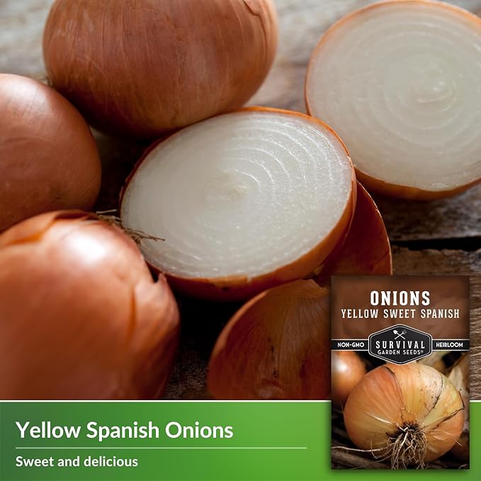 Yellow Sweet Spanish Onion Seed for Planting - 3 Packets with Instructions to Plant and Grow Long Day Onions in Your Home Vegetable Garden - Non-GMO Heirloom Variety - Survival Garden Seeds