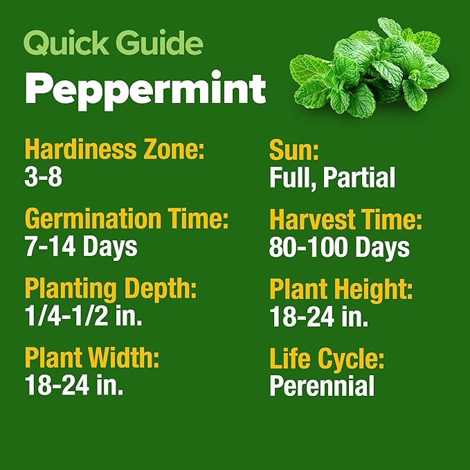 HOME GROWN Peppermint Seeds Pack – 2,370 Non-GMO, Heirloom Mint Seeds for Planting. Grow Peppermint Plants in Your Herb Garden Indoors or Outdoors (Mentha × piperita)