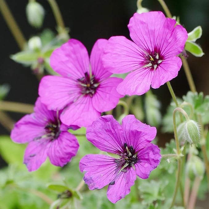Geranium Subcaulescens 'Giuseppii' Seeds Cranesbill Evergreen Perennial Attracts Butterflies Deer & Rabbit Resistant Ground Cover Rock Garden Patio Outdoor 200Pcs Flower Seeds by YEGAOL Garden