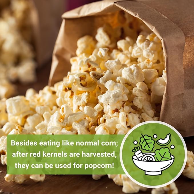 Sow Right Seeds - Strawberry Pop Corn Seed for Planting - Non-GMO Heirloom Packet with Instructions to Plant a Home Vegetable Garden - Grow Your Own Popping Kernels - Short Red Variety (2)