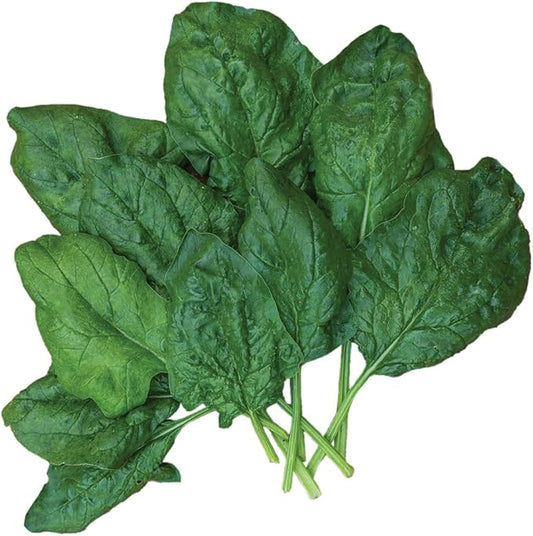 Burpee Bloomsdale Long Standing Spinach Seeds 1000 seeds