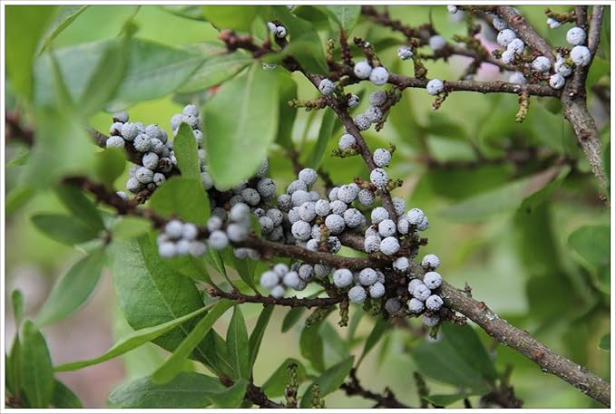 Live Plant from Green Promise Farms - Myrica pensylvanica, Northern Bayberry #3 Gallon Size Container Green