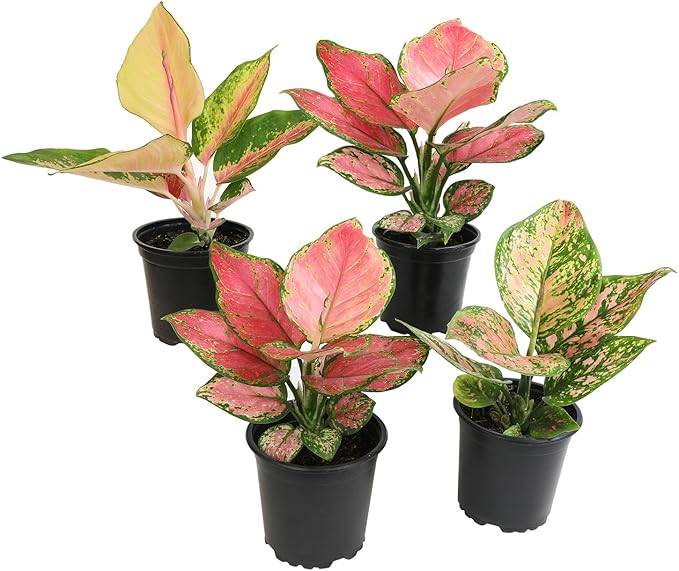 Chinese Evergreen Live Plant Assortment 4PK, Aglaonema Live Plant 4 Inch Plant Pots, Office Plants, Live House Plants Indoors, Live Plants Indoor Plants Live Houseplants Live Indoor by Plants for Pets