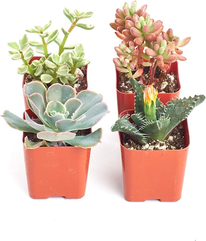 Shop Succulents Assorted Succulent Plant Pack Collection - Live Mini Succulent Plants, Low Maintenance, Mixture of Colors & Textures - Wedding and Party Favors, Gift & Garden, Pack of 4