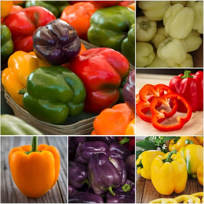 Seed Needs, Rainbow Bell Pepper Seeds for Planting (Capsicum annuum) Heirloom, Non-GMO & Untreated (2 Packs)