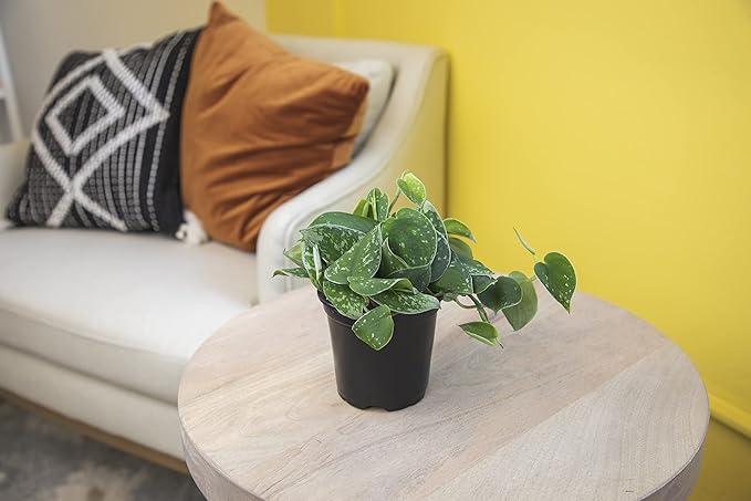 Altman Plants, Live Pothos Plants (4PK) Indoor Plants Live Houseplants, Pothos Live Plant House Plants Indoors Live Plants, Money Plant Indoor Pothos Plant Decor, Devils Ivy Trailing Plants Live